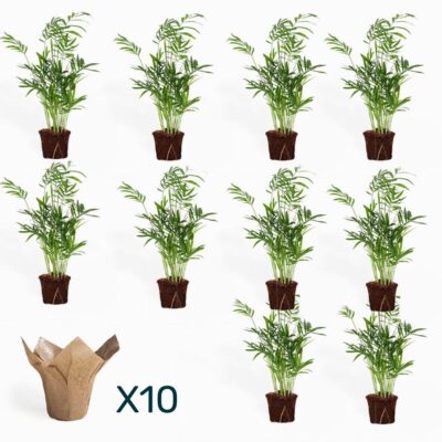 מארז דקל חמדוריאה ביוטה