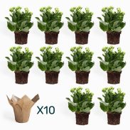 ניצניות S בקאפ יוטה