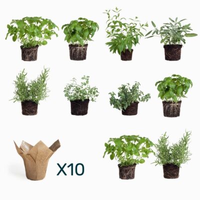 10 עציצי תבלין ביוטה