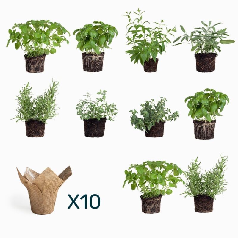 10 עציצי תבלין ביוטה