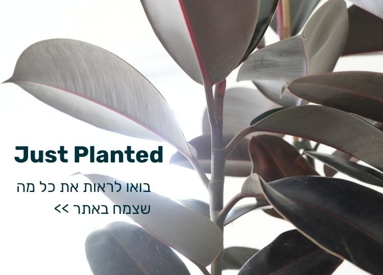 Just Planted