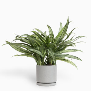 אגלונמה ירוקה עלה צר בעציץ קופנהגן אפור נקודות