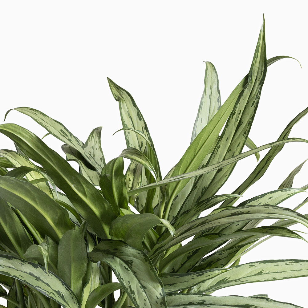 אגלונמה ירוקה עלה צר