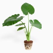 אלוקסיה קלידורה XL