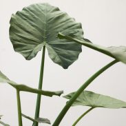 אלוקסיה קלידורה