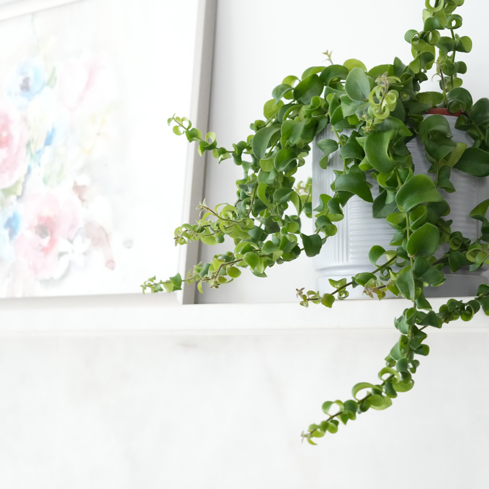 אשיננטוס ראסטה