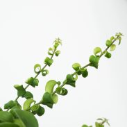 אשיננטוס ראסטה