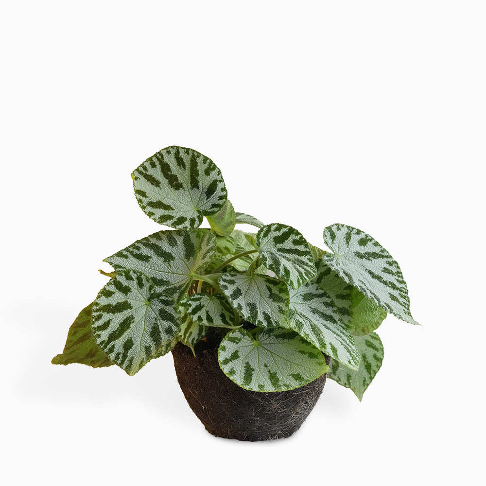 בגוניה סילבר