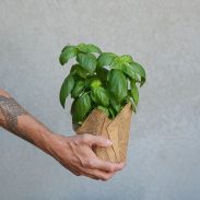 בזיליקום בקאפ יוטה