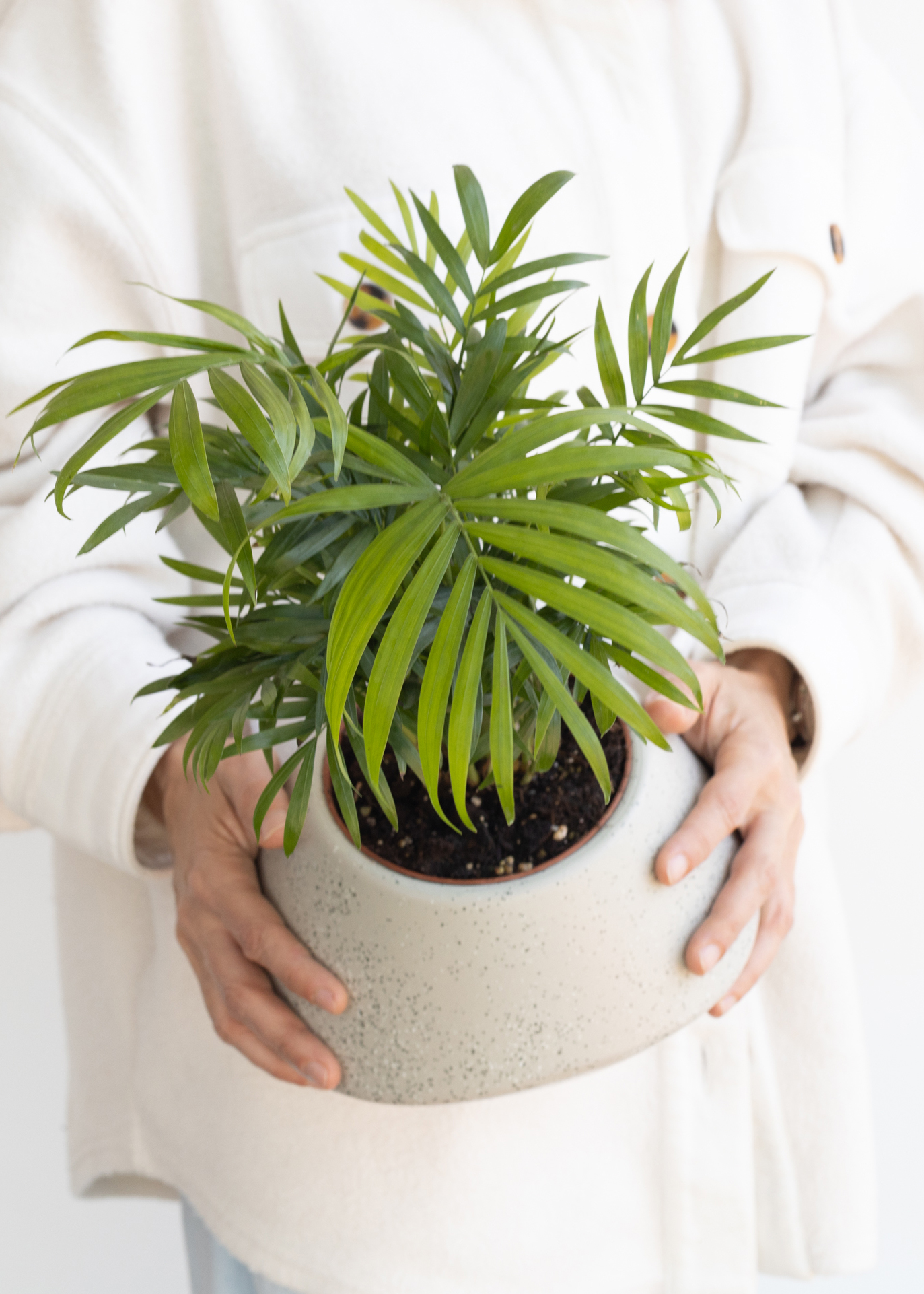 דקל חמדוריאה בעציץ ליסבון