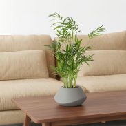 דקך חמדוריאה בעציץ ליסבון אפור כהה