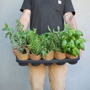 מארז צמחי תבלין בקאפ יוטה