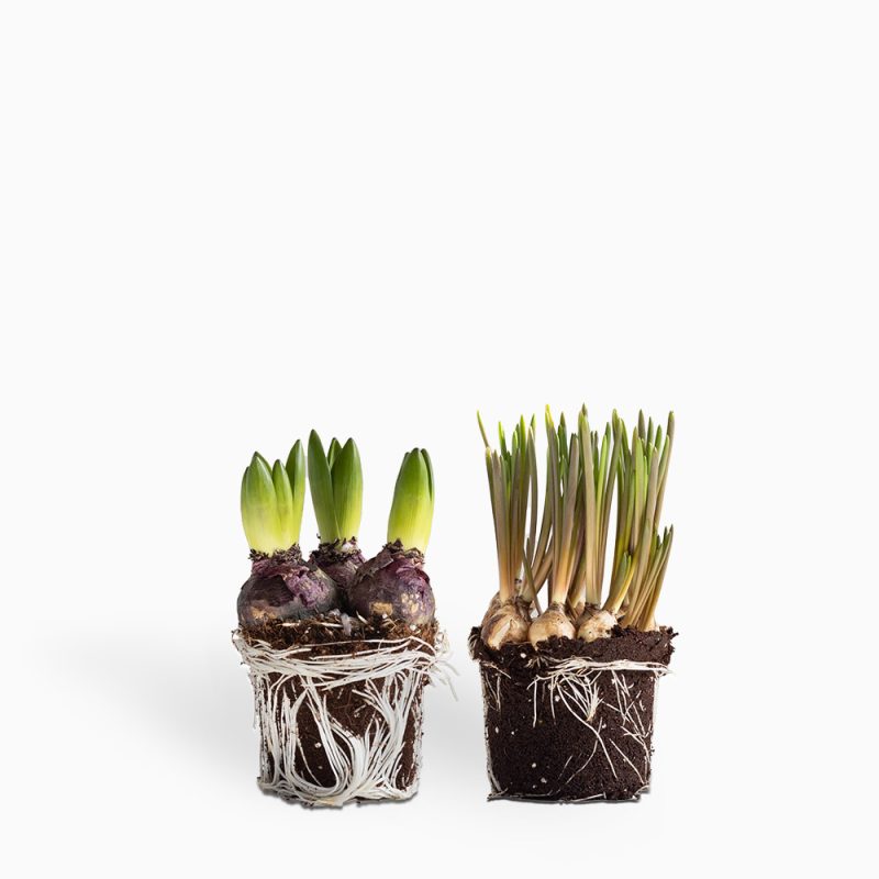 מארז זוג פקעות