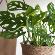 ⁦מארז מונסטרה מאנקי מאסק⁩ – תמונה ⁦2⁩