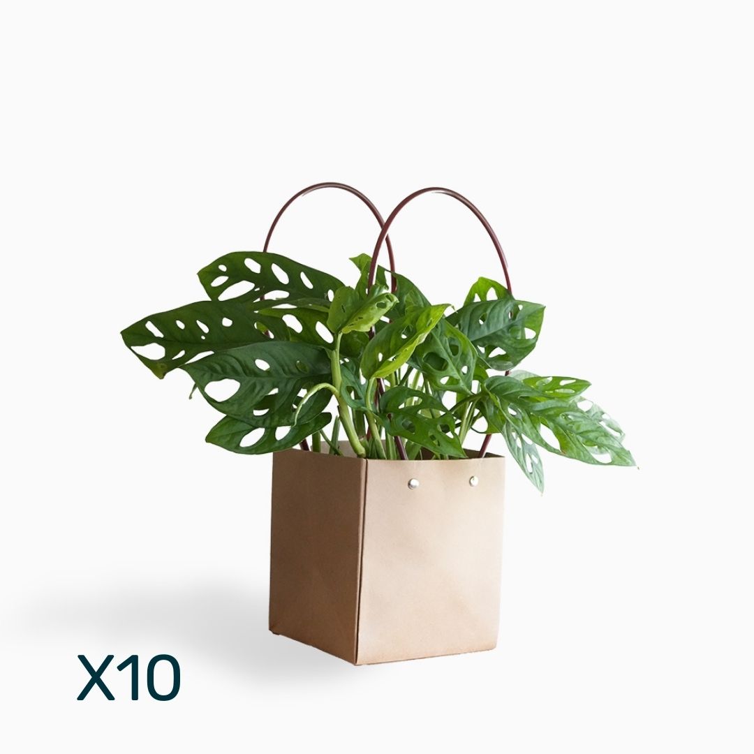 מארז מונסטרה מאנקי מאסק | 10 יח׳