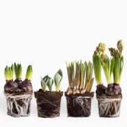 מארז רביעיית פקעות