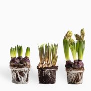 מארז שלישיית פקעות