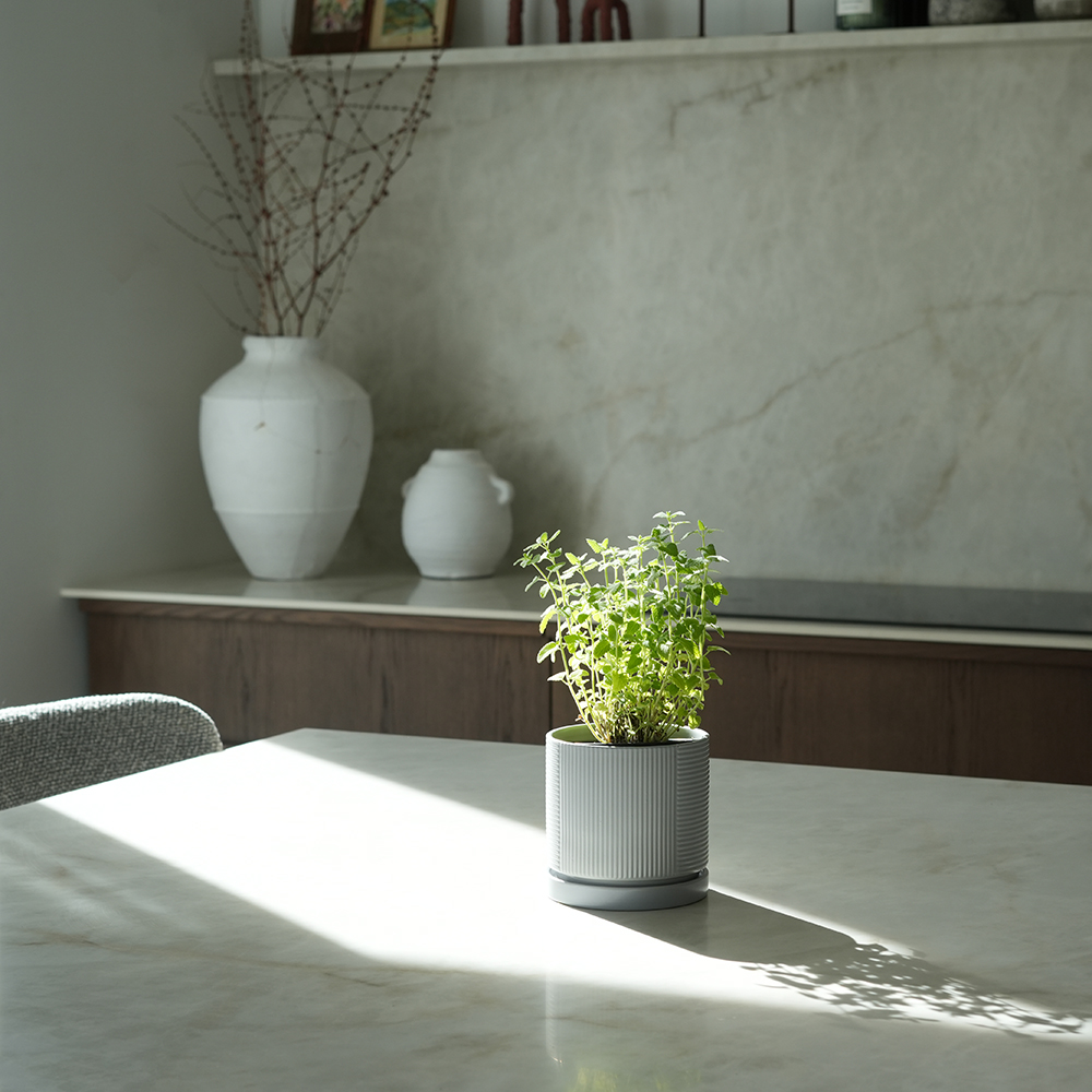 מליסה בעציץ וושינגטון