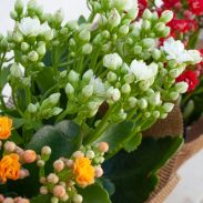 ניצניות בקאפ יוטה