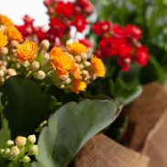 ניצניות בקאפ יוטה