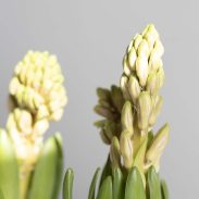 פקעות נרקיס