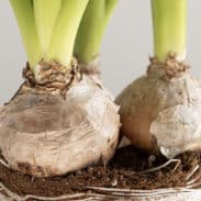 פקעות נרקיס