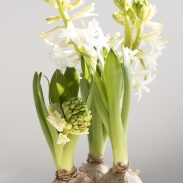 פקעות נרקיס