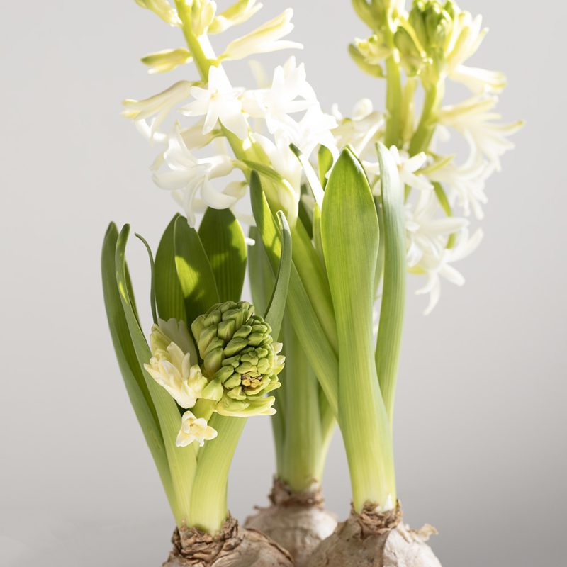 פקעות נרקיס