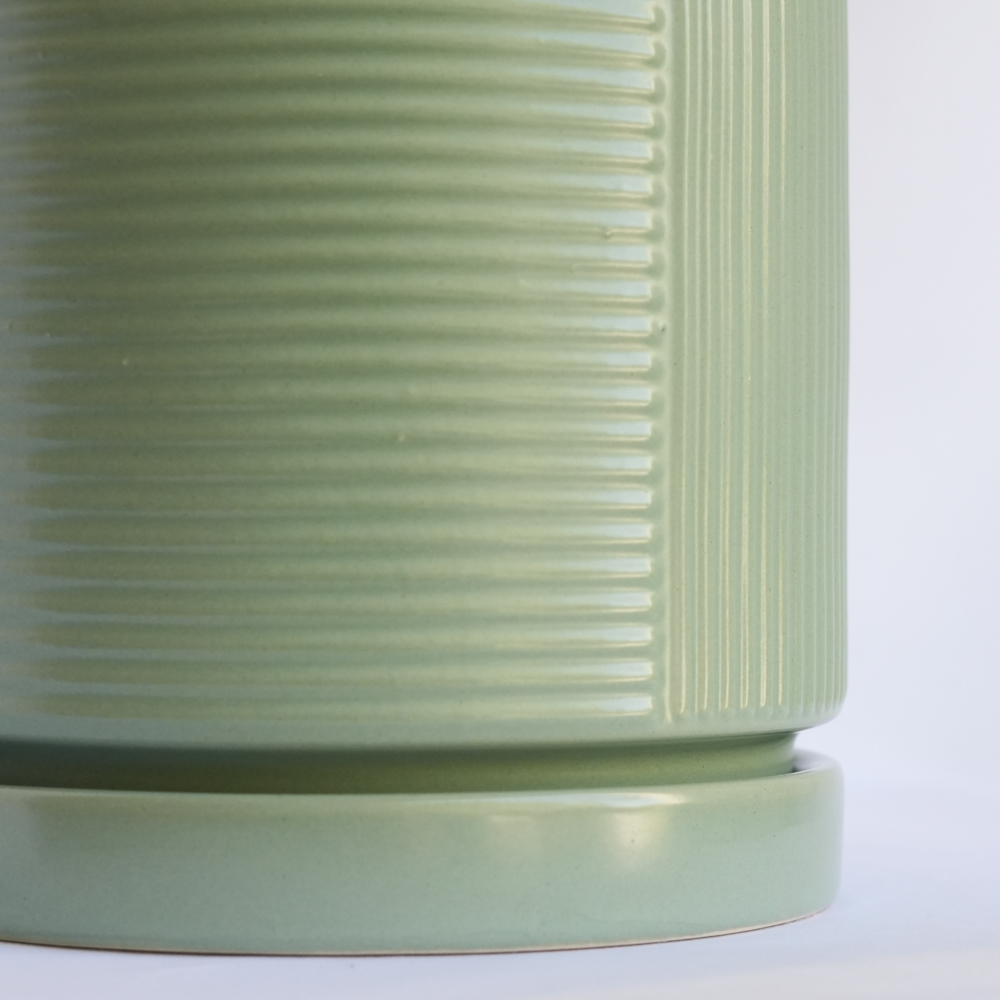 עציץ וושינגטון ירקרק