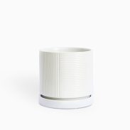 עציץ וושינגטון לבן