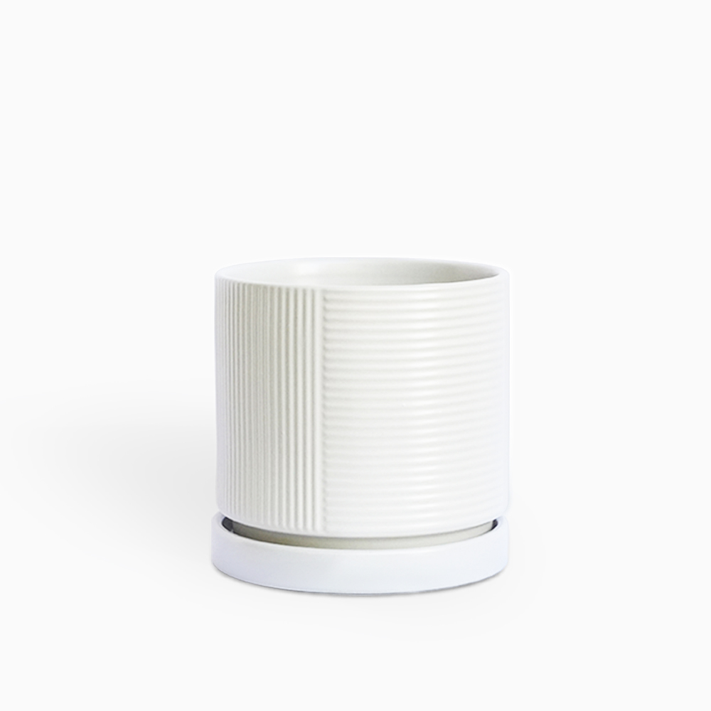 עציץ וושינגטון לבן