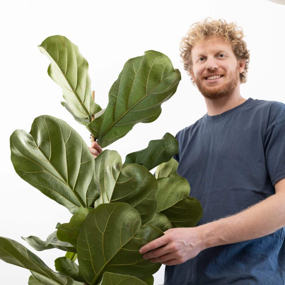 פיקוס כינורי