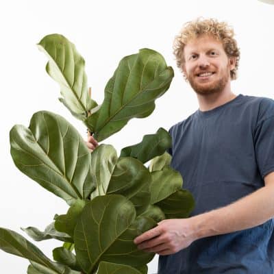 פיקוס כינורי