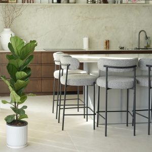 פיקוס כינורי XL בעציץ קופנהגן לבן מפוספס