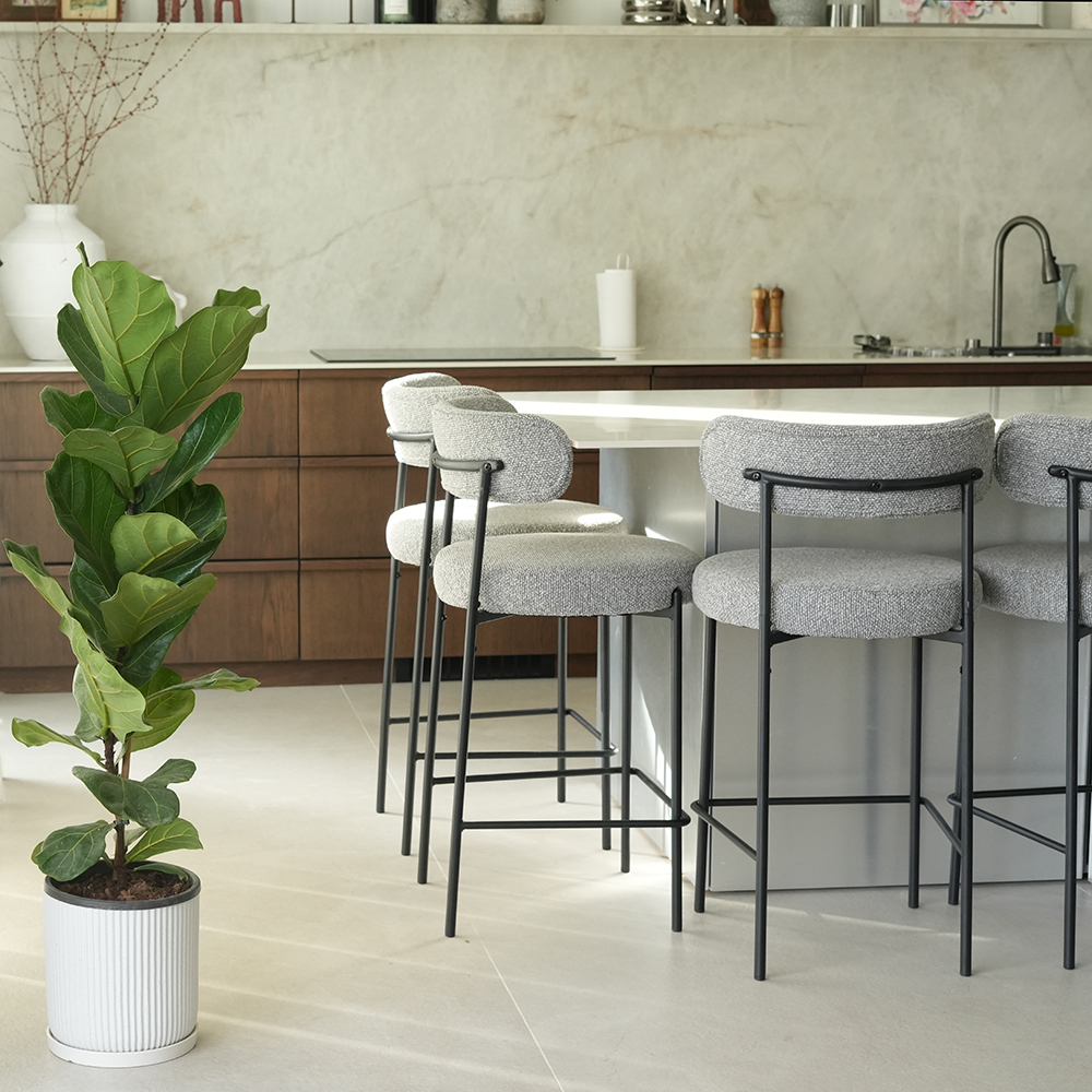 פיקוס כינורי XL בעציץ קופנהגן לבן מפוספס