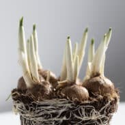 פקעות כרכום