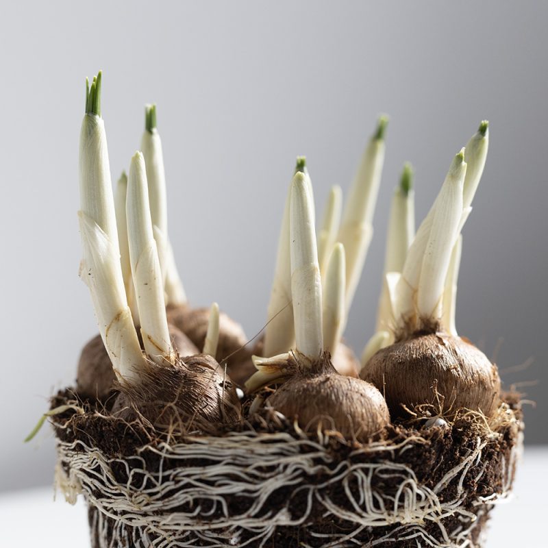 פקעות כרכום