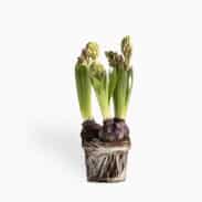 פקעות נרקיס