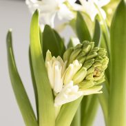 פקעות נרקיס