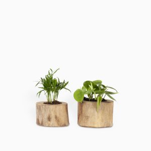 מארז שני צמחים בכלי עץ | פלנט איט