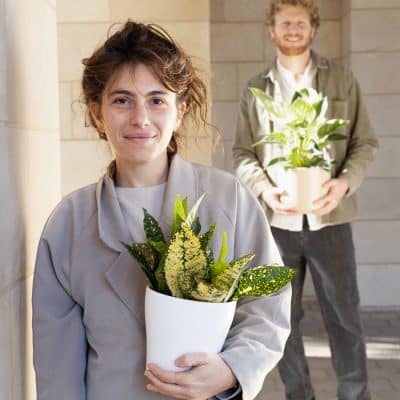 קרוטון סאן גולד M בעציץ לימה