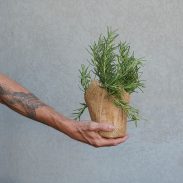 רוזמרין בקאפ יוטה