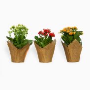 ניצניות בקאפ יוטה